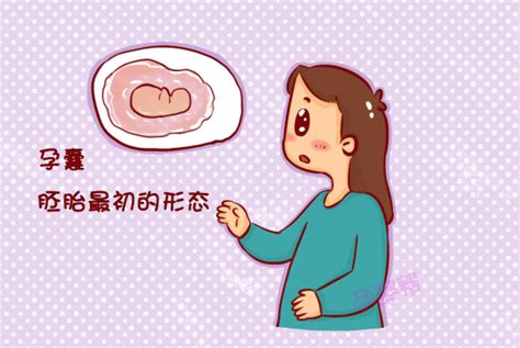 生男生女怎麼看|孕囊資料看生男生女？超聲波解密